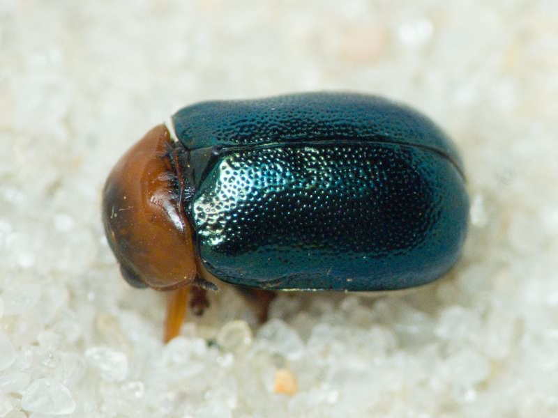 Smaragdina salicina (Scopoli, 1763)